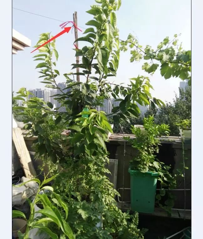 楼顶菜园土层多厚好,顶楼菜园如何防风