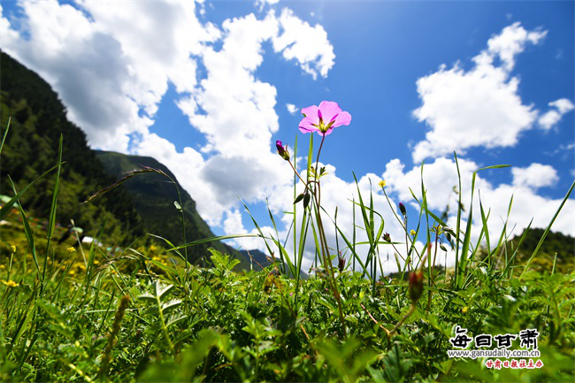 靠山“吃”风景“熊猫沟”村民端上乡村旅游“金饭碗”