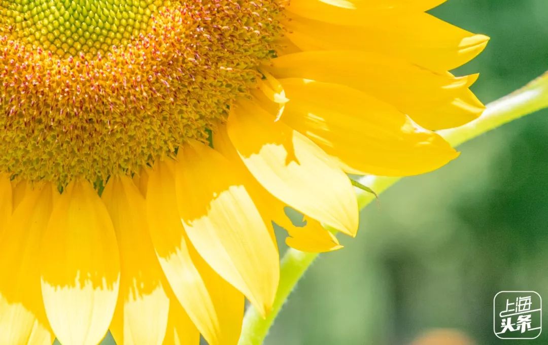 上海罗泾向日葵花田,上海各公园向日葵花海即将盛放