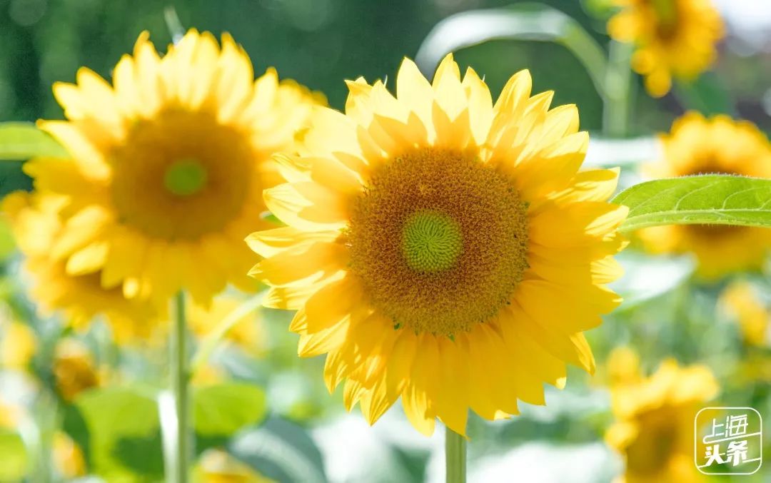 向日葵花海上海旅游攻略,上海市中心有一片向日葵花海