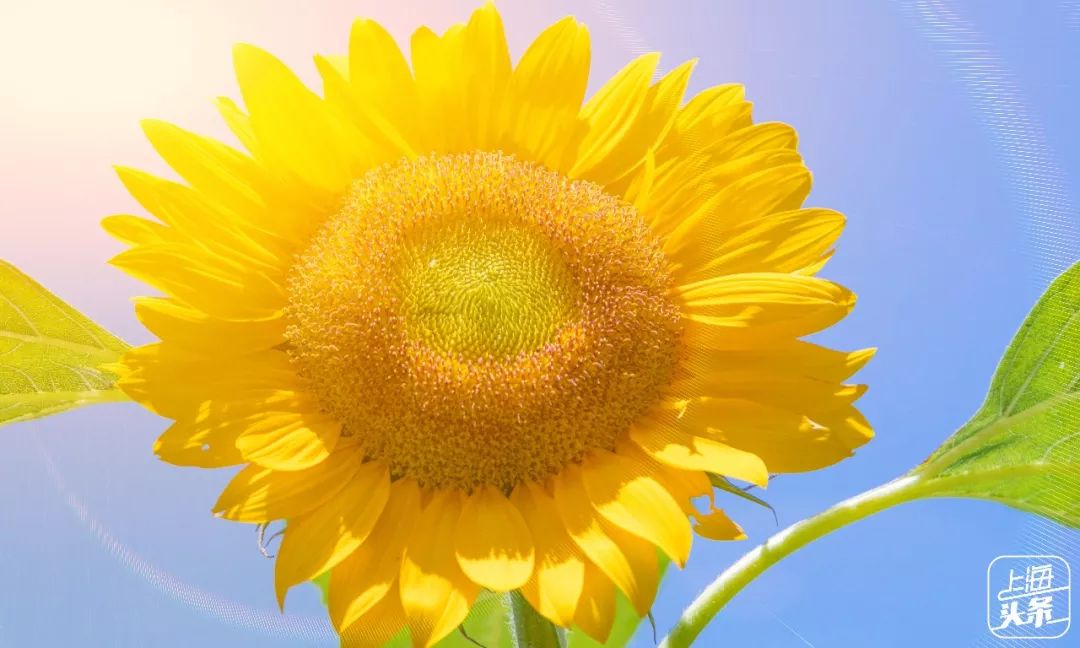 上海罗泾向日葵花田,上海各公园向日葵花海即将盛放