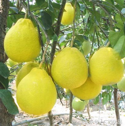 广西土特产有哪些值得带,广西有什么特产最值得带