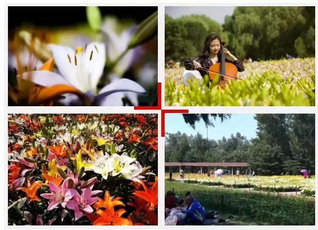 沈阳有什么大型游乐场吗,沈阳龙之梦游乐场门票多少钱