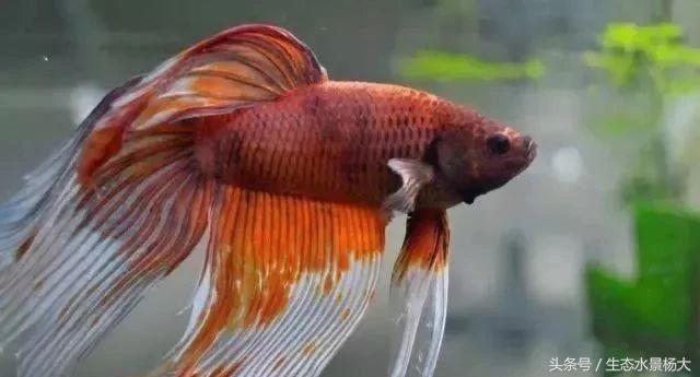 如何寻找中国斗鱼的踪迹,如何快速了解斗鱼