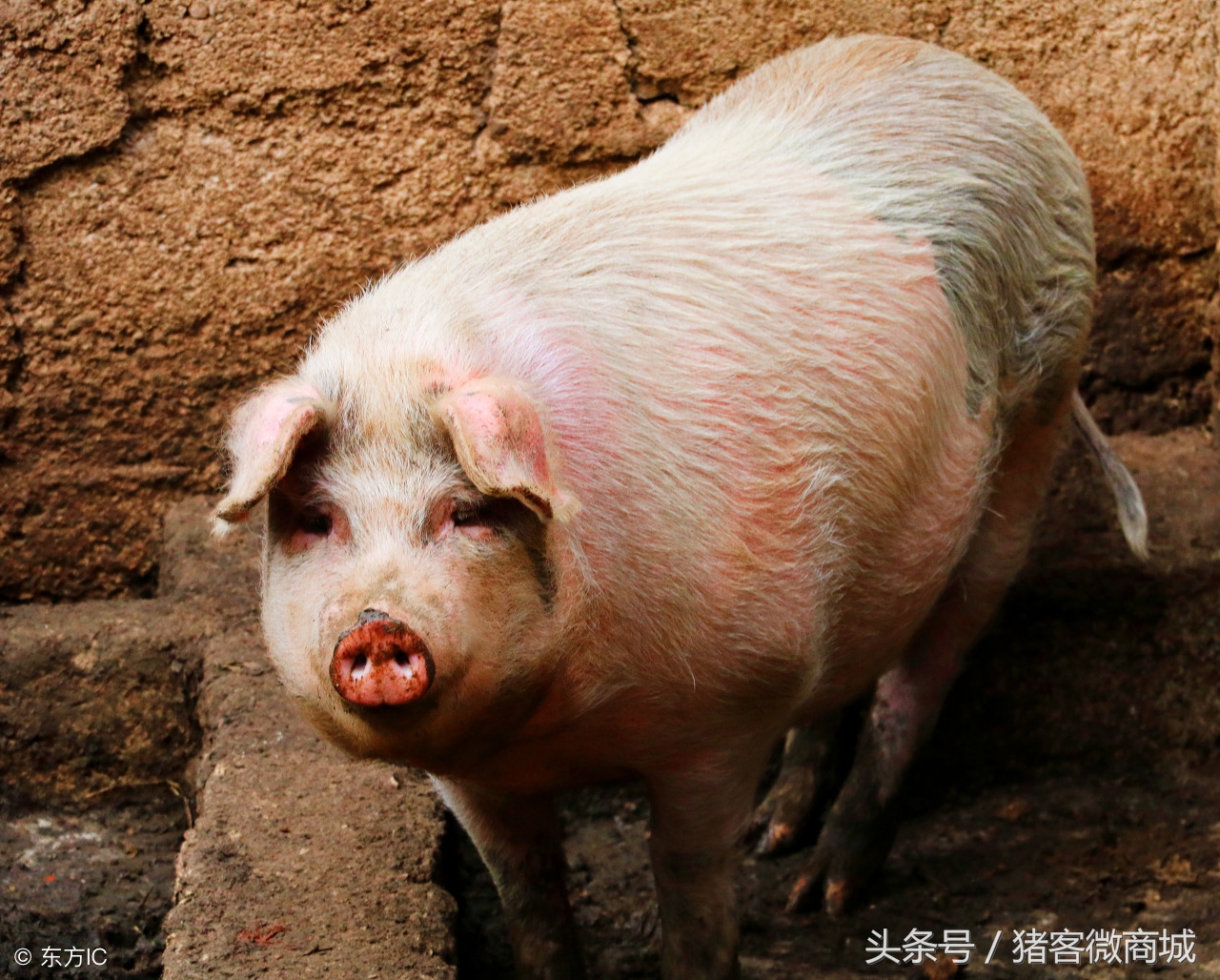 母猪产道撕裂流血,母猪产仔时产道出血咋办