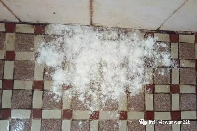 无数种让蟑螂死的高效办法,干掉蟑螂的100种方法