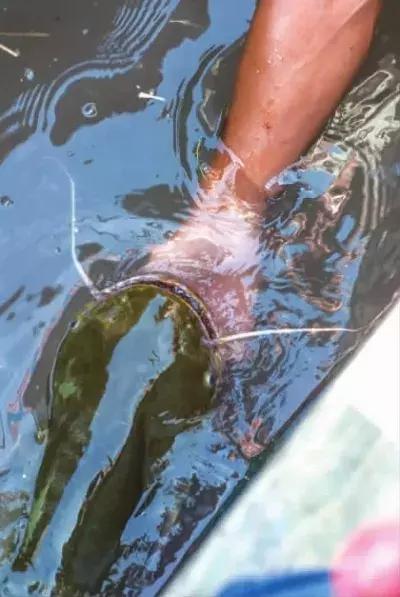 武汉餐馆里的天价江鱼，都是从这里来的！都市渔夫最真实的一天