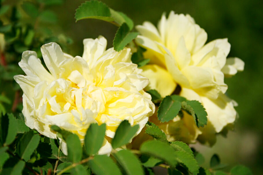 黄刺玫ll不与千红竞彩妆，黄金万朵溢芬芳