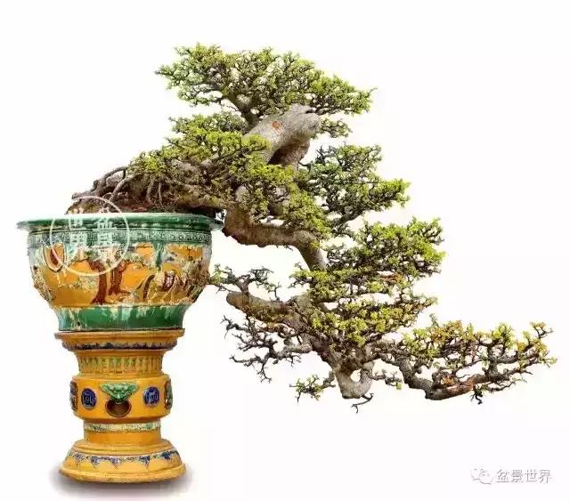 一组榆树盆景作品欣赏学习榆树盆景制作技术