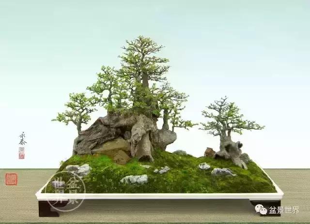 一组榆树盆景作品欣赏学习榆树盆景制作技术