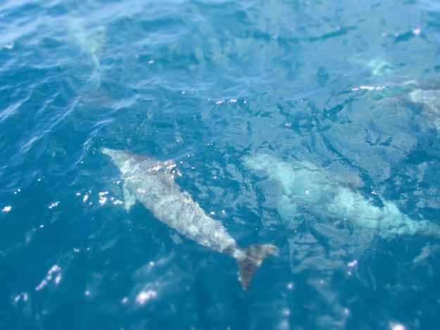 马尔代夫玛娜法鲁几星,马尔代夫玛娜法鲁自助游