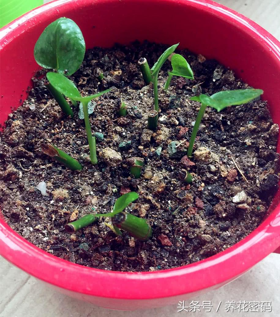 如何救活快死的绿萝,如何救活快死绿萝