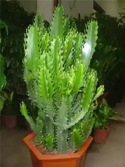 毛骨悚然！淄博家有养多肉的人快看，特别是有小孩的……