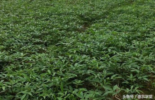 花椒种植技术和方法青花椒,用花椒籽可以种花椒吗