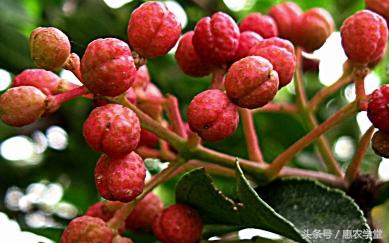 花椒种植技术和方法青花椒,用花椒籽可以种花椒吗