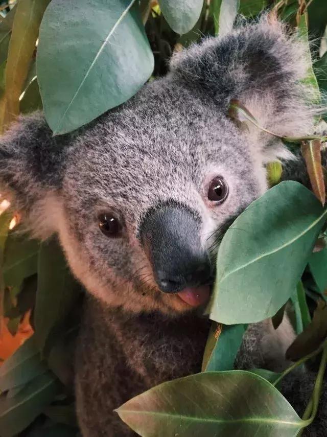 春节广州长隆旅游攻略带孩子,广州长隆动物园两日游亲子游攻略