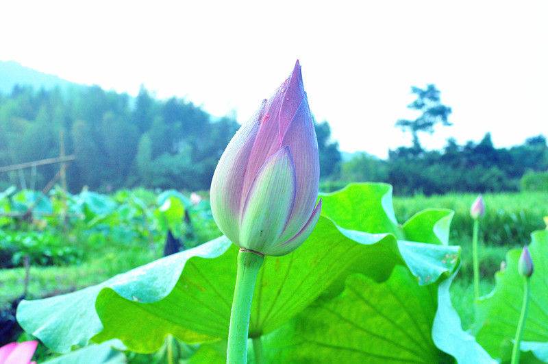 说走就走，一起回老家看荷叶品莲藕去