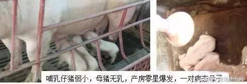 母猪产后奶水少不吃食怎么治,母猪奶水少给什么母猪吃