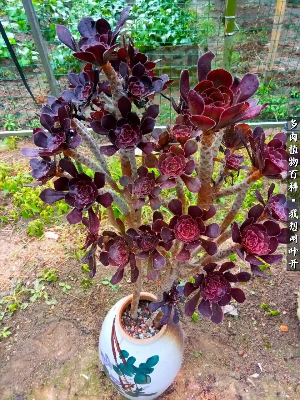 最好养的法师有哪几种,哪种法师既好看又好养