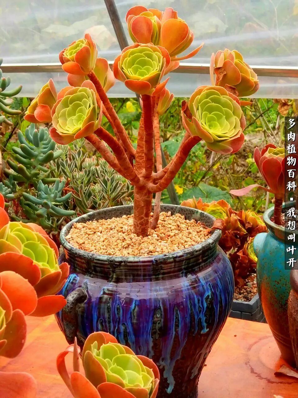 最好养的法师有哪几种,哪种法师既好看又好养