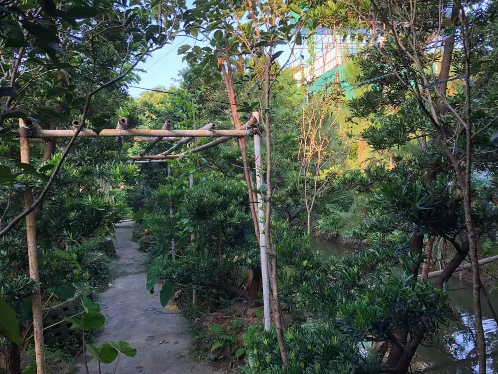 广东佛山鸟叔的视频,顺德鸟叔全景图