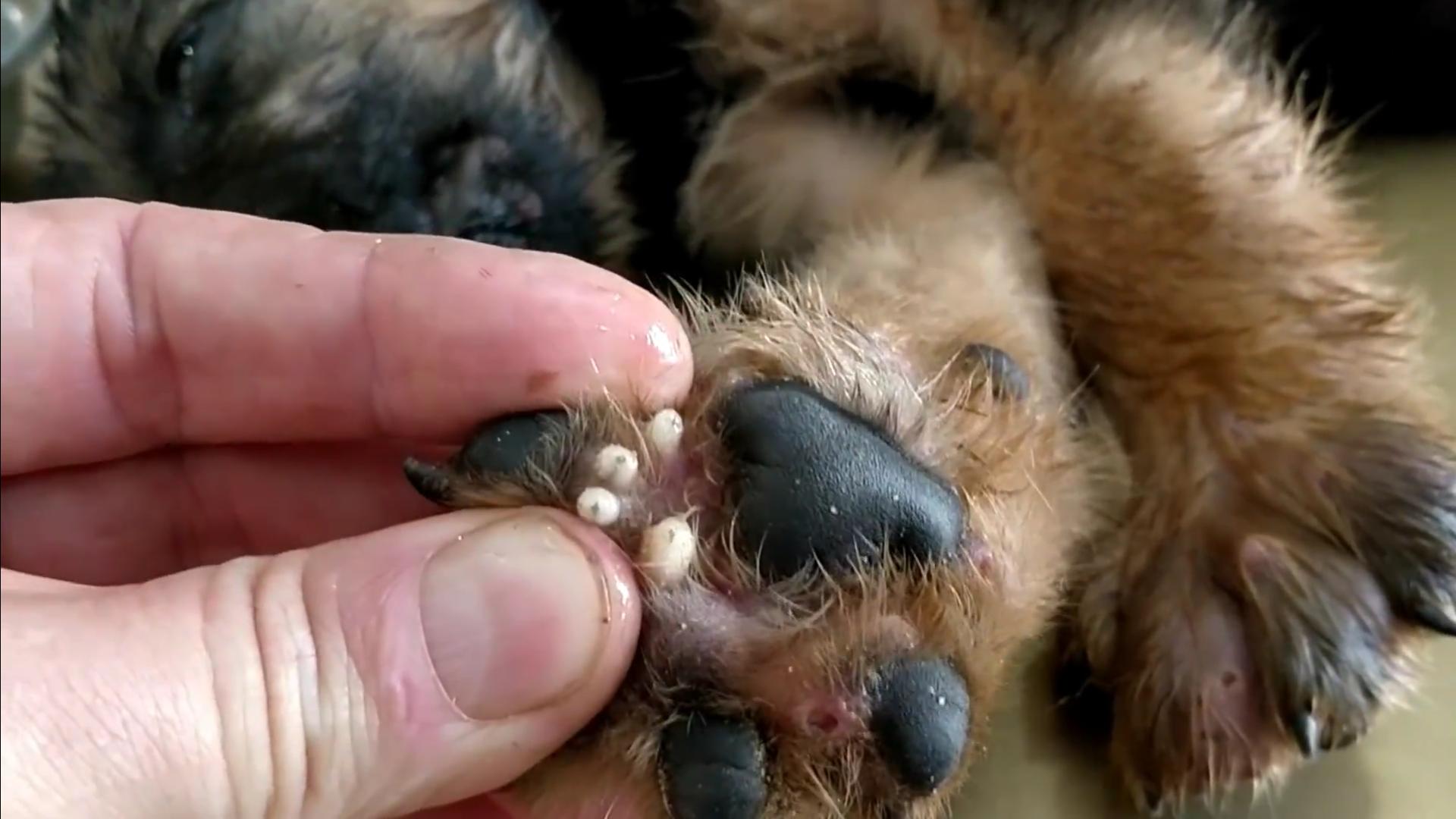 流浪狗被救眼中含泪,救助长蛆的流浪狗