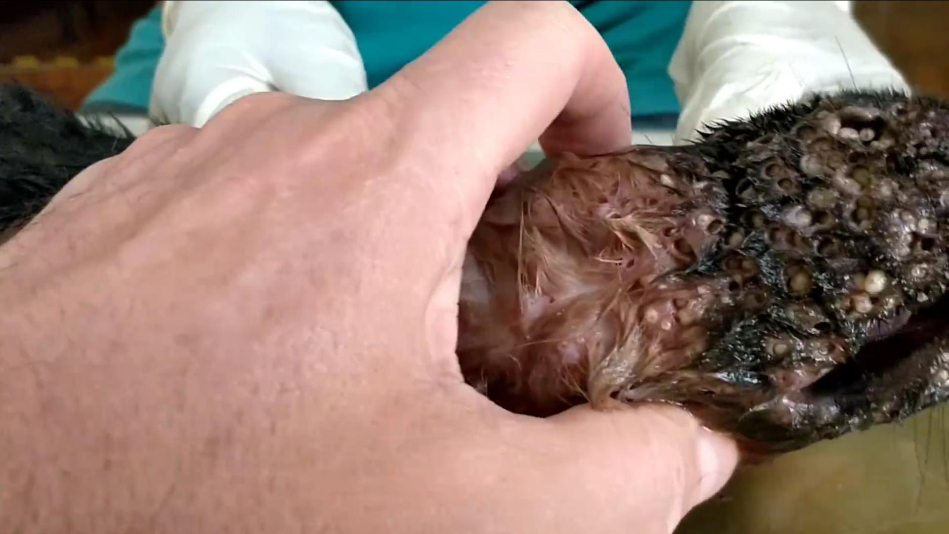 流浪狗被救眼中含泪,救助长蛆的流浪狗