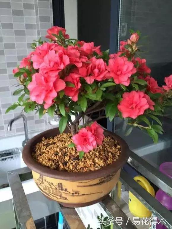 杜鹃花夏鹃品种有哪些特点,杜鹃花的夏鹃怎么养好