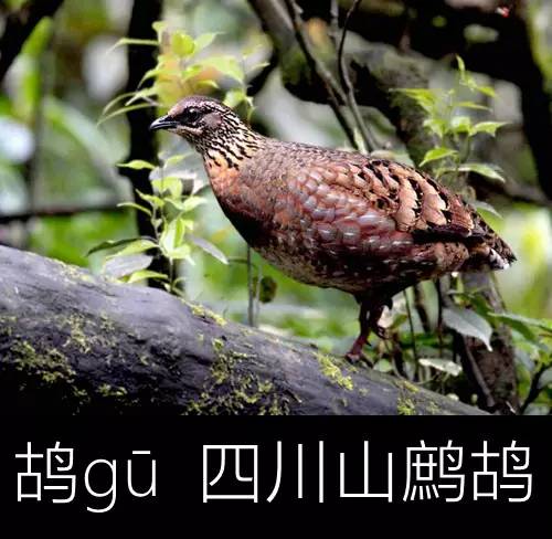 璁よ瘑楦熷瓧,楦熺殑16涓父瑙佸瓧