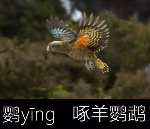 璁よ瘑楦熷瓧,楦熺殑16涓父瑙佸瓧