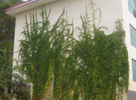 爬山虎盆景北方冬天落叶吗,爬山虎盆景提根怎么养成的