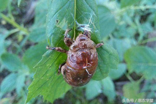养殖金蝉捉会飞的金蝉,竹林金蝉与果园金蝉