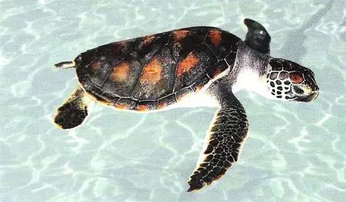 黄沙鳖养殖技术视频讲解,农家生态龟鳖养殖技术