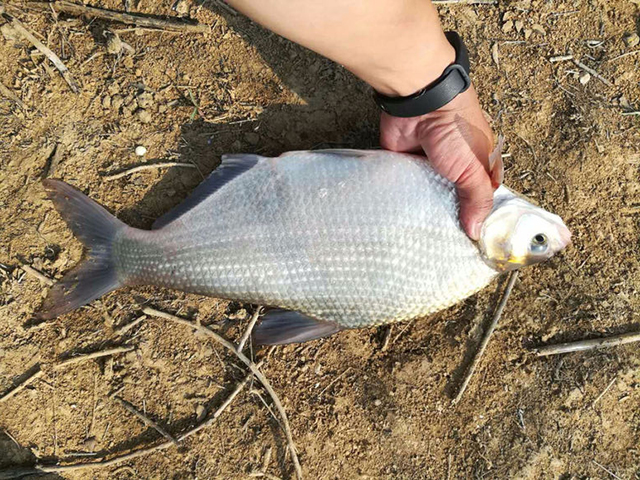 怎样用嫩玉米钓鱼最有效,可以直接用嫩玉米钓鱼吗