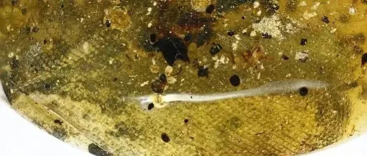 世界上发现蛇类琥珀,人类首次在琥珀中发现鸟类