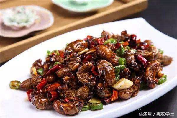 金蝉养殖技术全过程,金蝉养殖技术方法视频大全