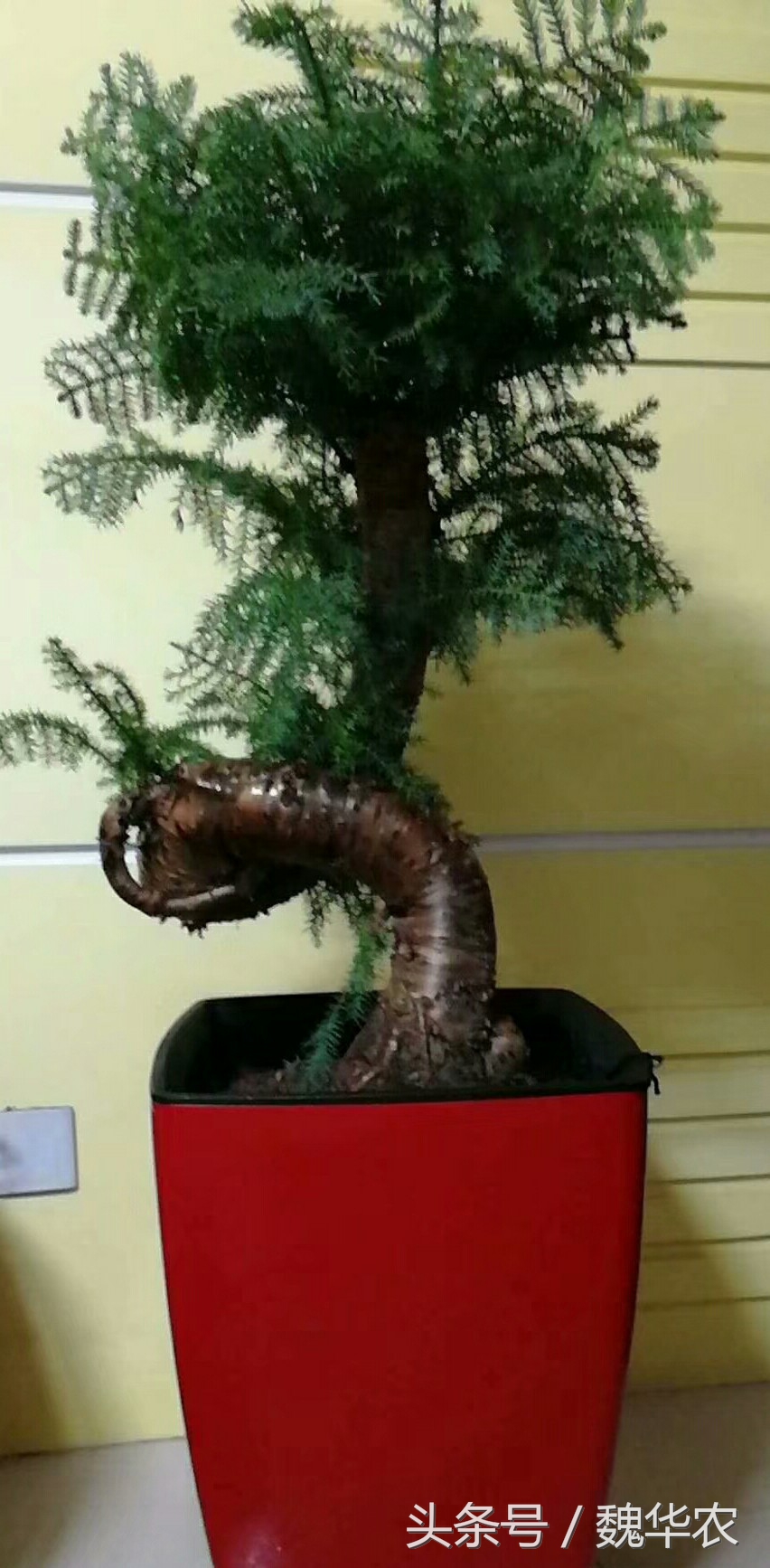 澳洲杉个别根部枯萎需要怎么救治,澳洲杉叶子发黄枯萎怎么补救