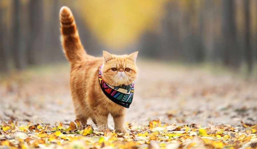 多格宠物店永顺,多格宠物店加盟