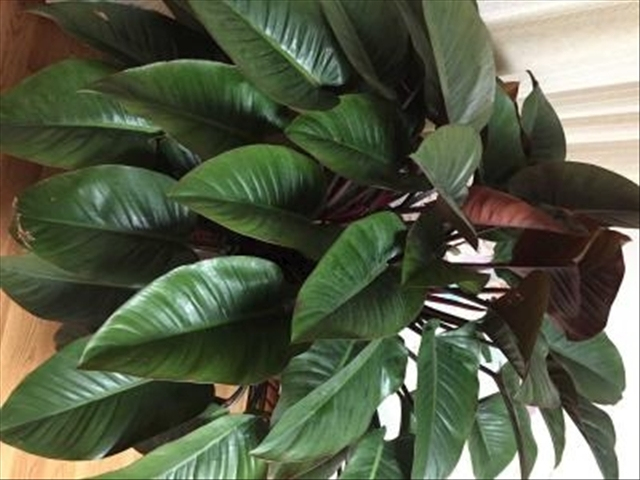 金钻花养殖的方法和注意事项,想要养殖需要什么手续