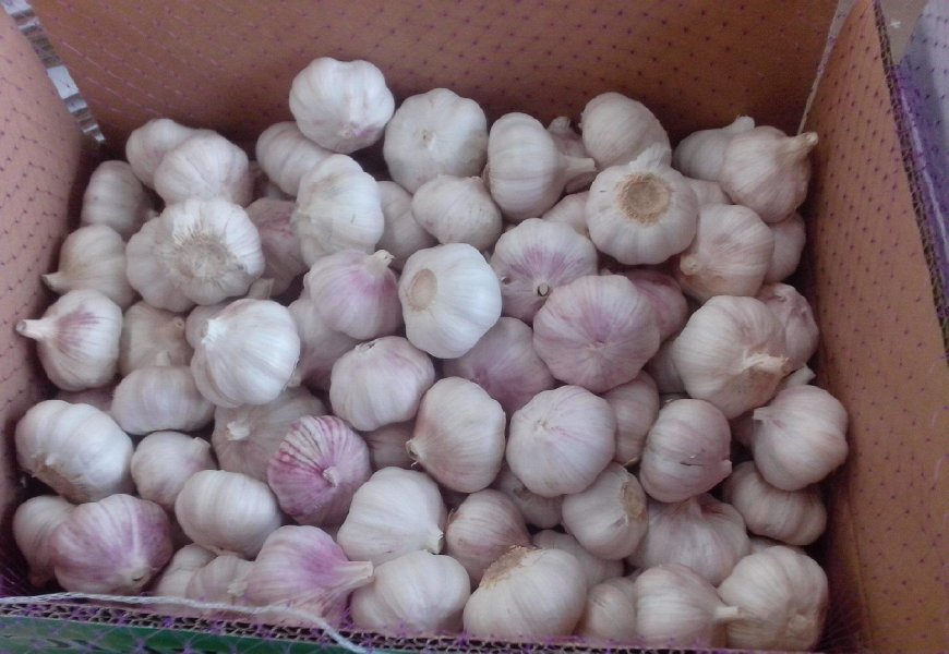 大蒜是属于植物的哪部分,大蒜是生活中的什么