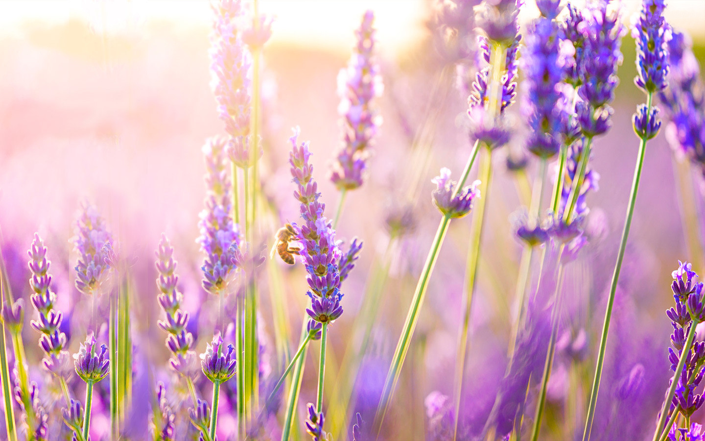 紫色的薰衣草既神秘又浪漫,优雅紫色熏衣草