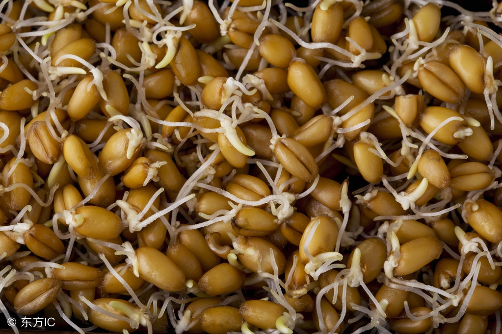 2种植物是“养肝王”，磨成粉吃，能降转氨酶，防止肝炎发展成癌