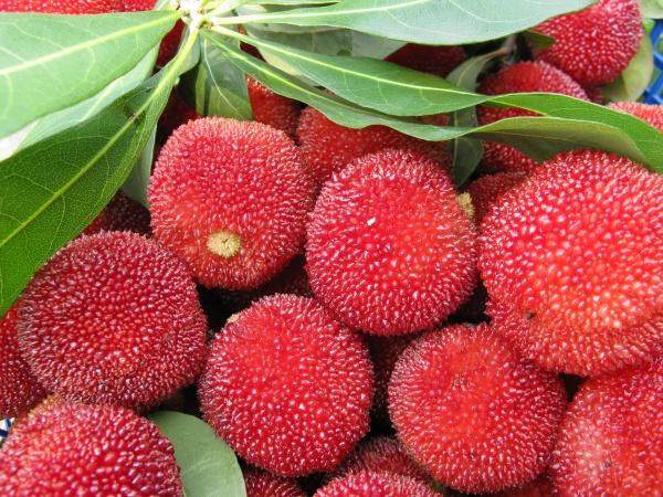 五种水果对人体好,推荐5种水果让我们健康养生