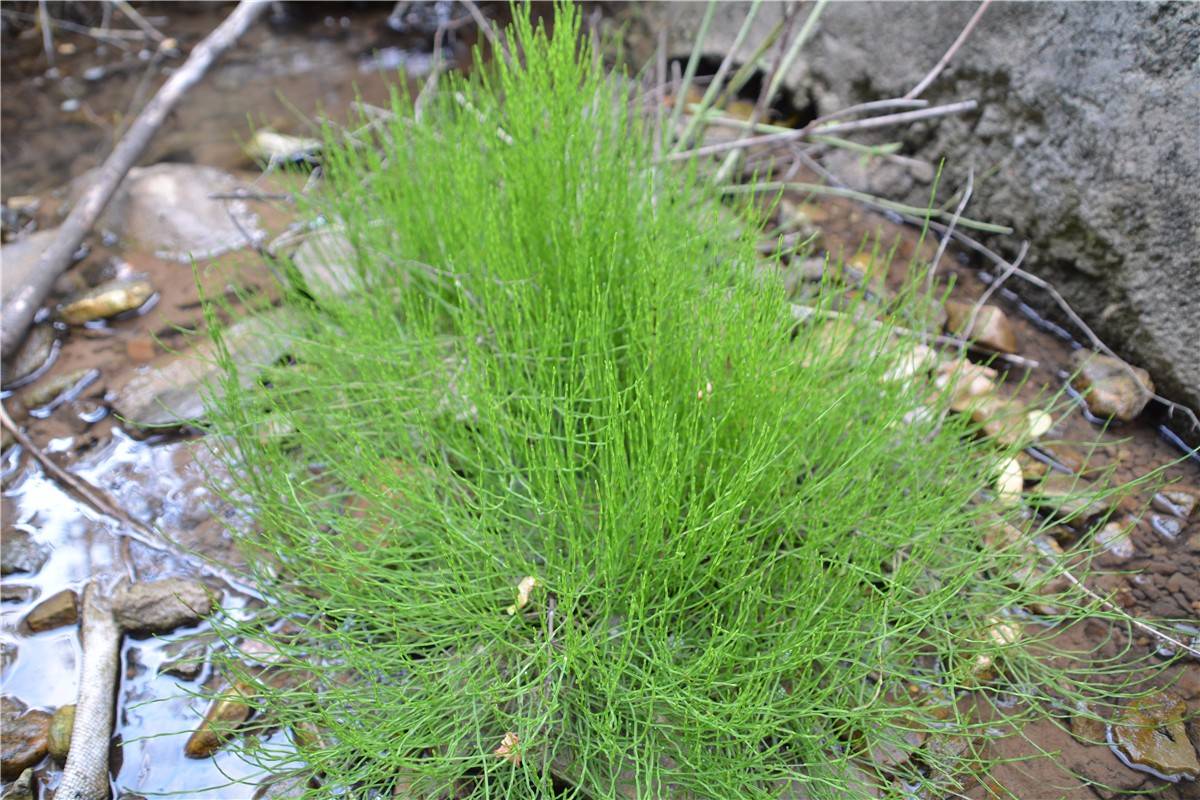 农村常见的这种野草，没有叶子，不能用力摸，会断成一节一节