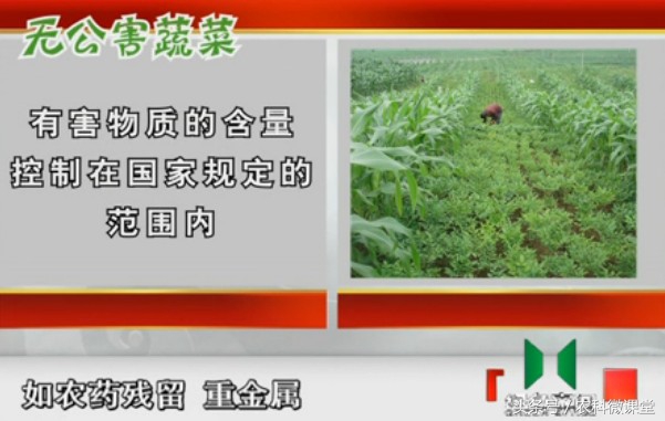 种无公害蔬菜需哪些流程,你对农业知识有什么认识