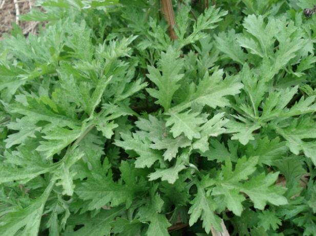 宝宝起了痱子怎么办?90%的家长都做错了