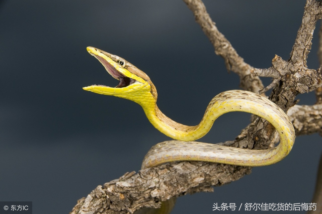 被银环蛇咬伤如何自救动漫演示,被银环蛇咬伤怎么处理