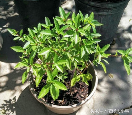 怎么才能彻底驱虫驱蟑螂,驱除蟑螂只需一招搞定