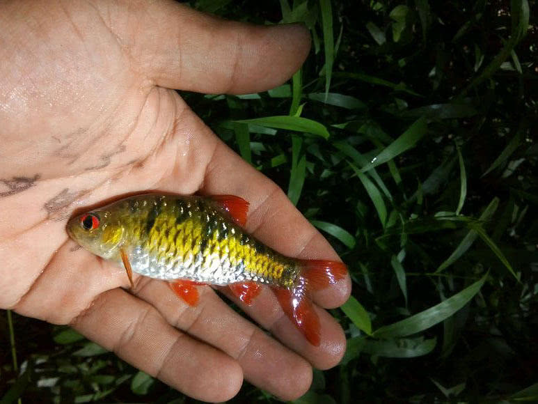 溪流钓常见的鱼,野钓常见的小鱼