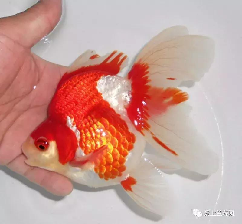 日本土佐金鱼图片大全,日本金鱼品种大全